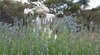Oliomio Olive and Lavender Farm