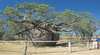 Boab Prison Tree
