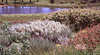 Thurlby Herb Farm