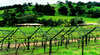 Wandering Brook Estate Winery