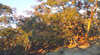 Mount Alexander Regional Park