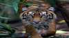 Melbourne Zoo