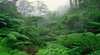 Tarra Bulga National Park