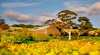 Goona Warra Vineyard