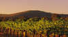 Taltarni Vineyards