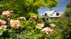 Brigadoon Cottages