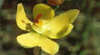 Langwarrin Flora and Fauna Reserve