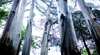 Dandenong Ranges National Park