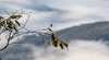 Snowy River National Park
