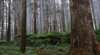 Kinglake National Park