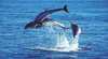 Polperro Dolphin Swims