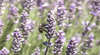 Warratina Lavender Farm