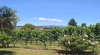 Lirralirra Estate