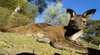 Ballarat Wildlife Park