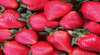 Sunny Ridge Strawberry Farm
