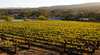 Blackjack Vineyards