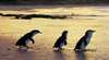 Phillip Island Nature Park