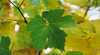 Water Wheel Vineyards