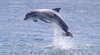 Sea All Dolphin Swims