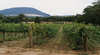 Mount Buninyong Winery