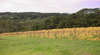 The Duke Vineyard