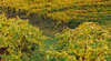 Morris Wines