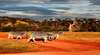 Werribee Open Range Zoo
