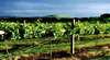 Mt Coghill Vineyard