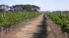 Mount Beckworth Wines