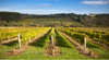 Willow Creek Vineyard