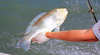 Anglers