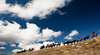 Bogong Horseback Adventures
