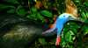 Cooper Creek Wilderness Daintree Rainforest Tours