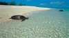 Wilson Island
