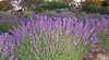 Crystal Ridge Lavenders