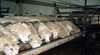 Island Pure Sheep Dairy And Cheese Factory