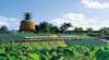 The Big Pineapple