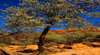 Mt Romance Australia - Essence of Australia