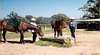 Watsons Mountain Country Trail Rides