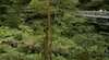 Otway Fly Treetop Walk