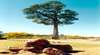 Robbers Tree