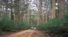 Boranup Drive