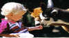 Pentland Alpaca Stud and Tourist Farm