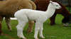 Rivermist Alpacas
