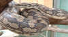 Armadale Reptile Centre