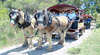 Swan Valley Wagon Trails