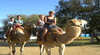 Calamunnda Camel Farm and Oasis Tea Rooms