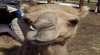 Pichi Richi Camel Tours