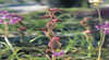 Carnamah-Eneabba Wildflower Drive
