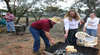 Wattle Week Festival